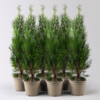 Thuja occidentalis 'Smaragd', Topf-Ø 13 cm, 6 Pflanzen Thuja occidentalis 'Smaragd', Topf-Ø 13 cm, 6 Pflanzen