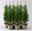 Thuja occidentalis 'Smaragd', Topf-Ø 13 cm, 6 Pflanzen Thuja occidentalis 'Smaragd', Topf-Ø 13 cm, 6 Pflanzen