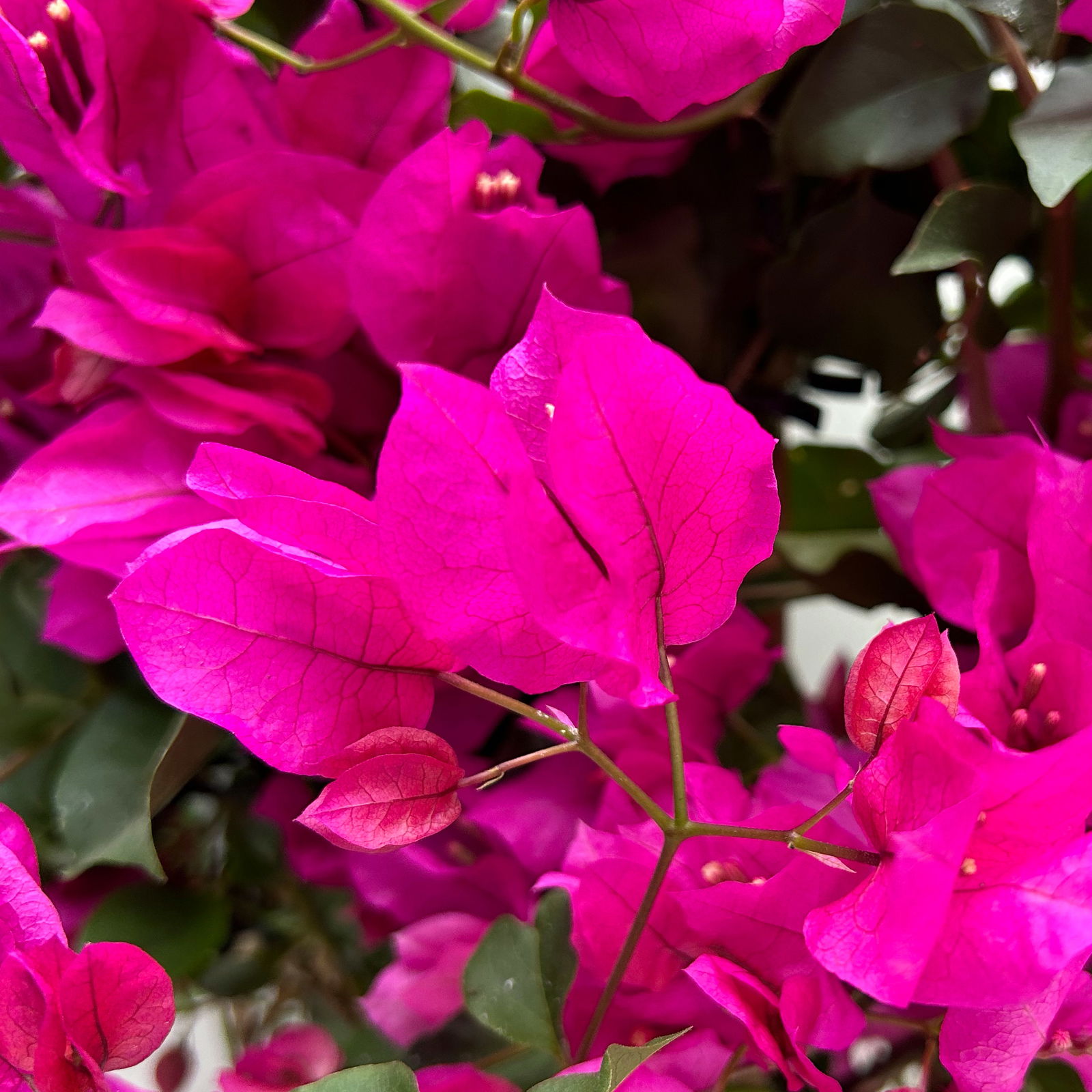 Bougainvillea pink/lila, Spalier, Topf-Ø 17 cm, Höhe ca. 50 cm