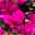 Bougainvillea pink/lila, Spalier, Topf-Ø 17 cm, Höhe ca. 50 cm