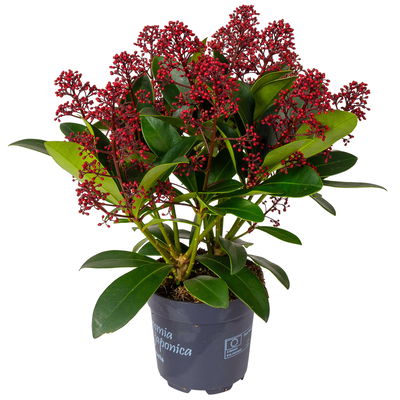 Blütenskimmie ‘Rubella’, Skimmia japonica, rot, 4er Set, Topf 10,5 cm Ø Blütenskimmie ‘Rubella’, Skimmia japonica, rot, 4er Set, Topf 10,5 cm Ø