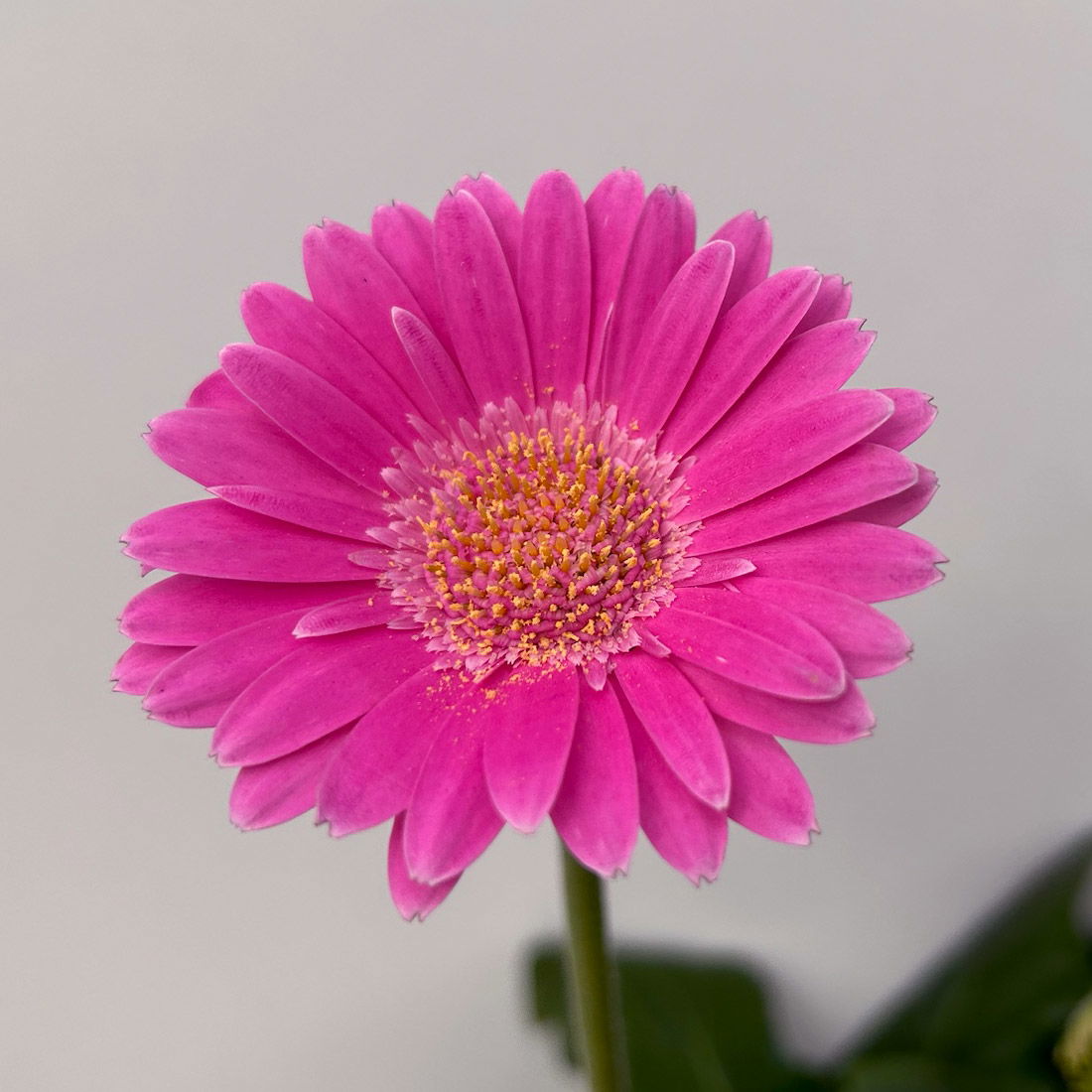 Gerbera 'Garvinea® Rosa', Topf-Ø 19 cm