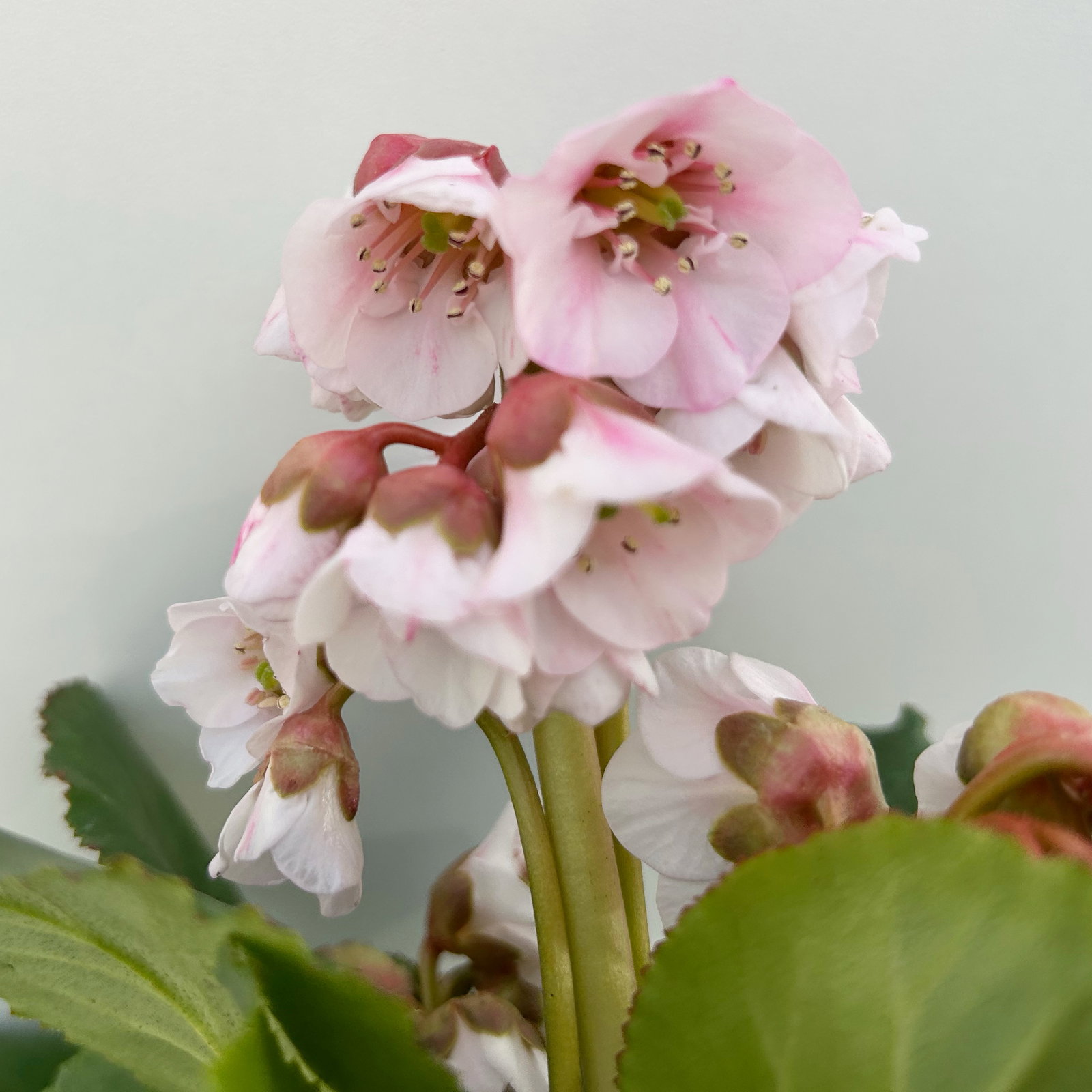 Bio Bergenie 'Harzkristall' rosa-weiß, Topf-Ø 12 cm, 3 Pflanzen Bio Bergenie 'Harzkristall' rosa-weiß, Topf-Ø 12 cm, 3 Pflanzen