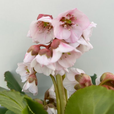 Bio Bergenie 'Harzkristall' rosa-weiß, Topf-Ø 12 cm, 3 Pflanzen Bio Bergenie 'Harzkristall' rosa-weiß, Topf-Ø 12 cm, 3 Pflanzen