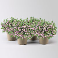 Fächerblume 'Blessing™ Pink' rosa, Topf-Ø 13/14 cm, 4er-Set