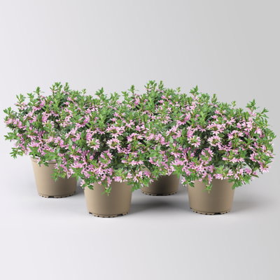 Fächerblume 'Blessing™ Pink' rosa, Topf-Ø 13/14 cm, 4er-Set Fächerblume 'Blessing™ Pink' rosa, Topf-Ø 13/14 cm, 4er-Set