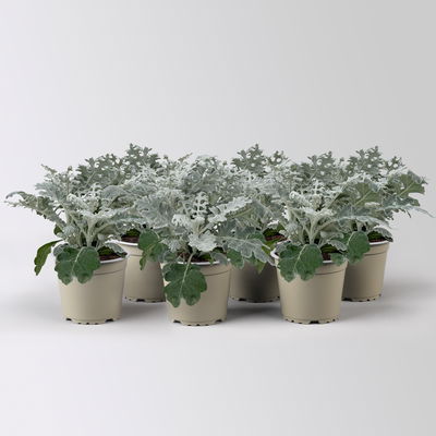 Silberblatt, grau/silber, Topf-Ø 12 cm, 6 Pflanzen Silberblatt, grau/silber, Topf-Ø 12 cm, 6 Pflanzen