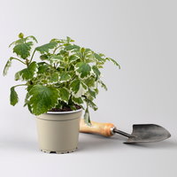 Plectranthus 'Variegata', grün-weiß, Topf -Ø 12 cm, 6 Pflanzen