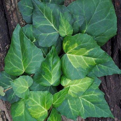 Kölle Gelbbunter Kaukasus-Efeu (Hedera colchica 'Sulphur Heart') im 2 l Topf Kölle Gelbbunter Kaukasus-Efeu (Hedera colchica 'Sulphur Heart') im 2 l Topf