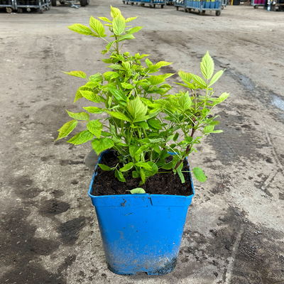 Zwerghimbeere Lowberry® Baby Dwarf®, 5 l Topf Zwerghimbeere Lowberry® Baby Dwarf®, 5 l Topf