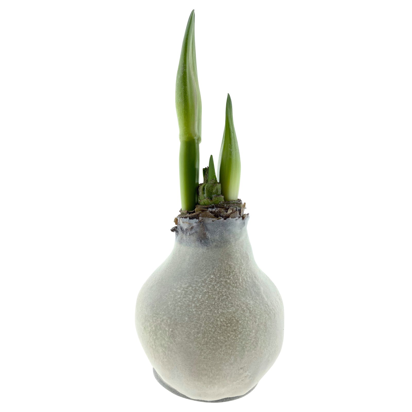 Gewachste XL-Amaryllis- Zwiebel, weiße Blüte, Dekor 'Velvet White'