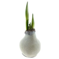 Gewachste XL-Amaryllis- Zwiebel, weiße Blüte, Dekor 'Velvet White'