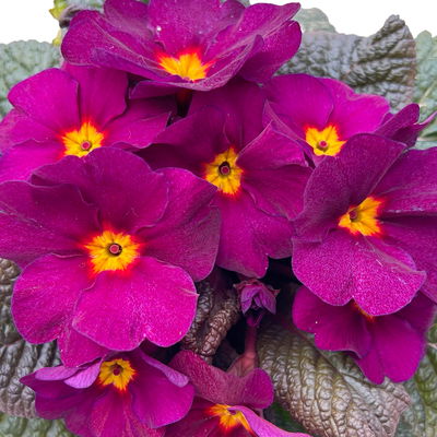 Primel 'Obsidian', lila, Topf-Ø 12 cm, 6 Pflanzen Primel 'Obsidian', lila, Topf-Ø 12 cm, 6 Pflanzen