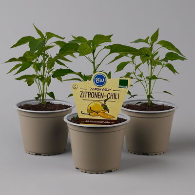 Blu Bio Zitronen-Chili, Topf-Ø 12 cm, 3er Set
