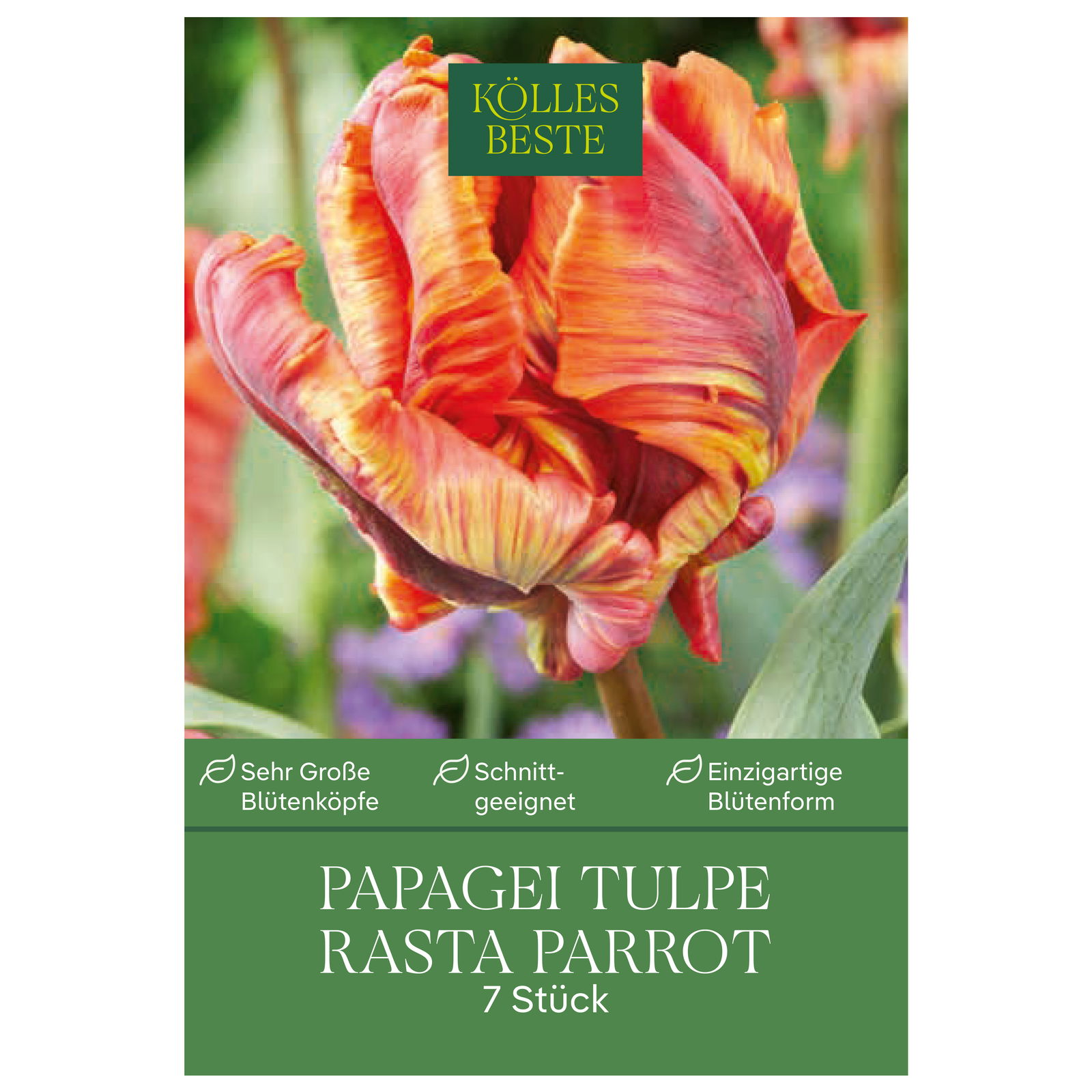 Papagei-Tulpen 'Rasta Parrot', goldgelb, Größe 11/12, 7 Blumenzwiebeln