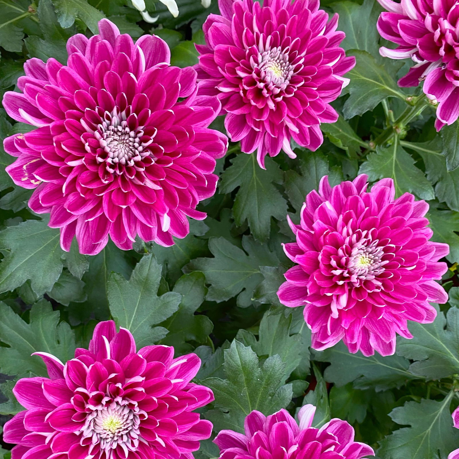 Chrysantheme 'Chrysanne® Zembla Next Purple' lila, großbl., Topf-Ø 13 cm,6er-Set