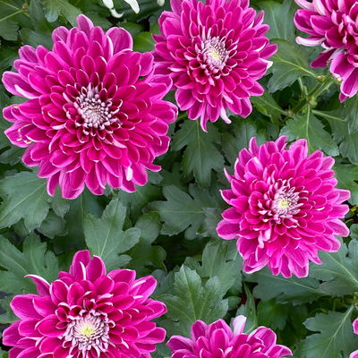 Chrysantheme 'Chrysanne® Zembla Next Purple', lila, Topf-Ø 13 cm, 6 Pflanzen Chrysantheme 'Chrysanne® Zembla Next Purple', lila, Topf-Ø 13 cm, 6 Pflanzen