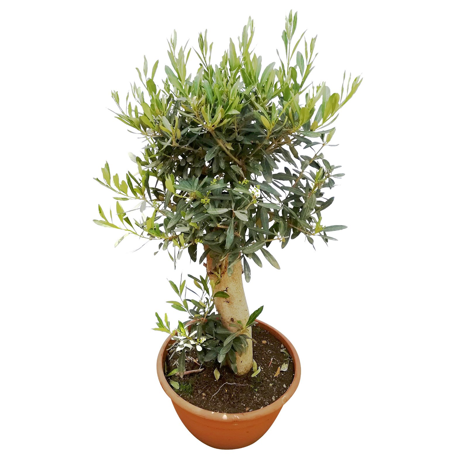 Olivenbaum 'Bonsai', Topf-Ø 30 cm, Höhe ca. 70 cm, 2er-Set