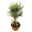 Olivenbaum 'Bonsai', Topf-Ø 30 cm, Höhe ca. 70 cm