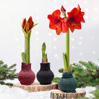 Amaryllis in Wachs, Dekor 'Pullover Fashionz Pattern' zufällig, Blüte rot Amaryllis in Wachs, Dekor 'Pullover Fashionz Pattern' zufällig, Blüte rot