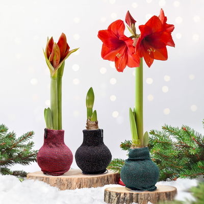 Amaryllis in Wachs, Dekor 'Pullover Fashionz Pattern' zufällig, Blüte rot Amaryllis in Wachs, Dekor 'Pullover Fashionz Pattern' zufällig, Blüte rot