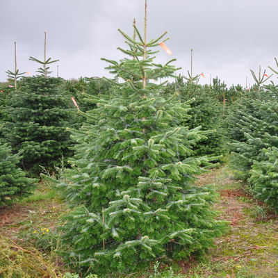 Nordmanntanne geschlagen 1. Wahl, 125/150 cm Nordmanntanne geschlagen 1. Wahl, 125/150 cm
