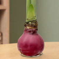 Amaryllis in Wachs, Dekor 'Basic Magenta', Blüte weiß, 2 Pflanzen Amaryllis in Wachs, Dekor 'Basic Magenta', Blüte weiß, 2 Pflanzen