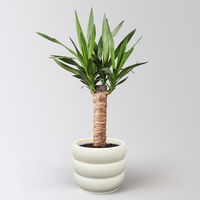 Palmlilie, Topf-Ø 17 cm, Höhe ca. 65 cm, inkl. Keramikübertopf Byron