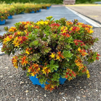 Gold-Fetthenne 'Weihenstephaner Gold', gelb, Topf 3 Liter