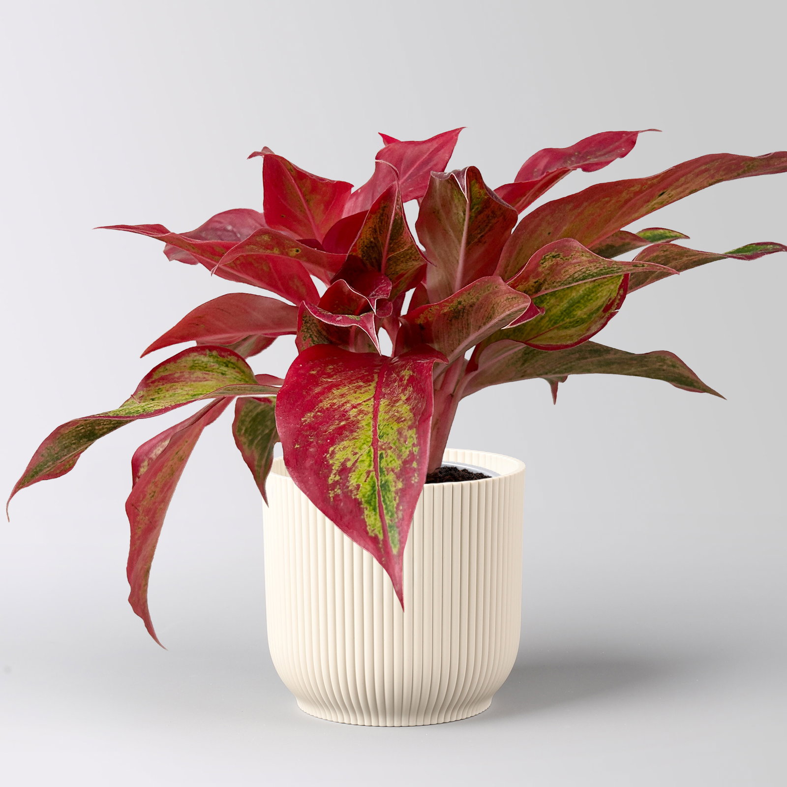 Aglaonema 'Crete Flame', rot-grün, Topf Ø 12cm, inkl. Übertopf Vibes leinenweiß