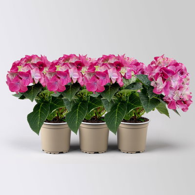 Hortensie 'Ningbo Côte D'Azur', lilablau, Topf-Ø 10 cm, 3 Pflanzen