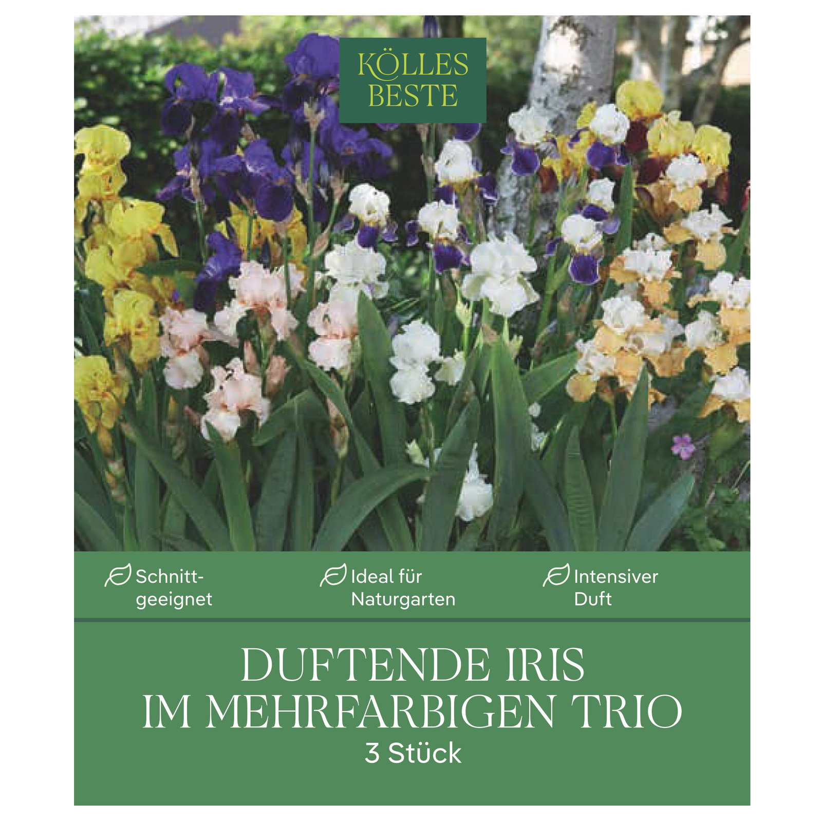 Kölles Beste Duftende Iris Mischung Trio, 3 Blumenknollen