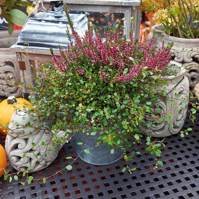 Knospenheide & Mühlenbeckia Duo, rot, Topf-Ø 13cm, 6 Pflanzen Knospenheide & Mühlenbeckia Duo, rot, Topf-Ø 13cm, 6 Pflanzen