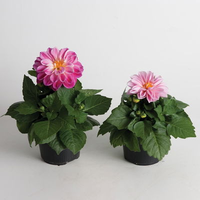 Dahlie rosa, Topf-Ø 12 cm, 6 Stück Dahlie rosa, Topf-Ø 12 cm, 6 Stück