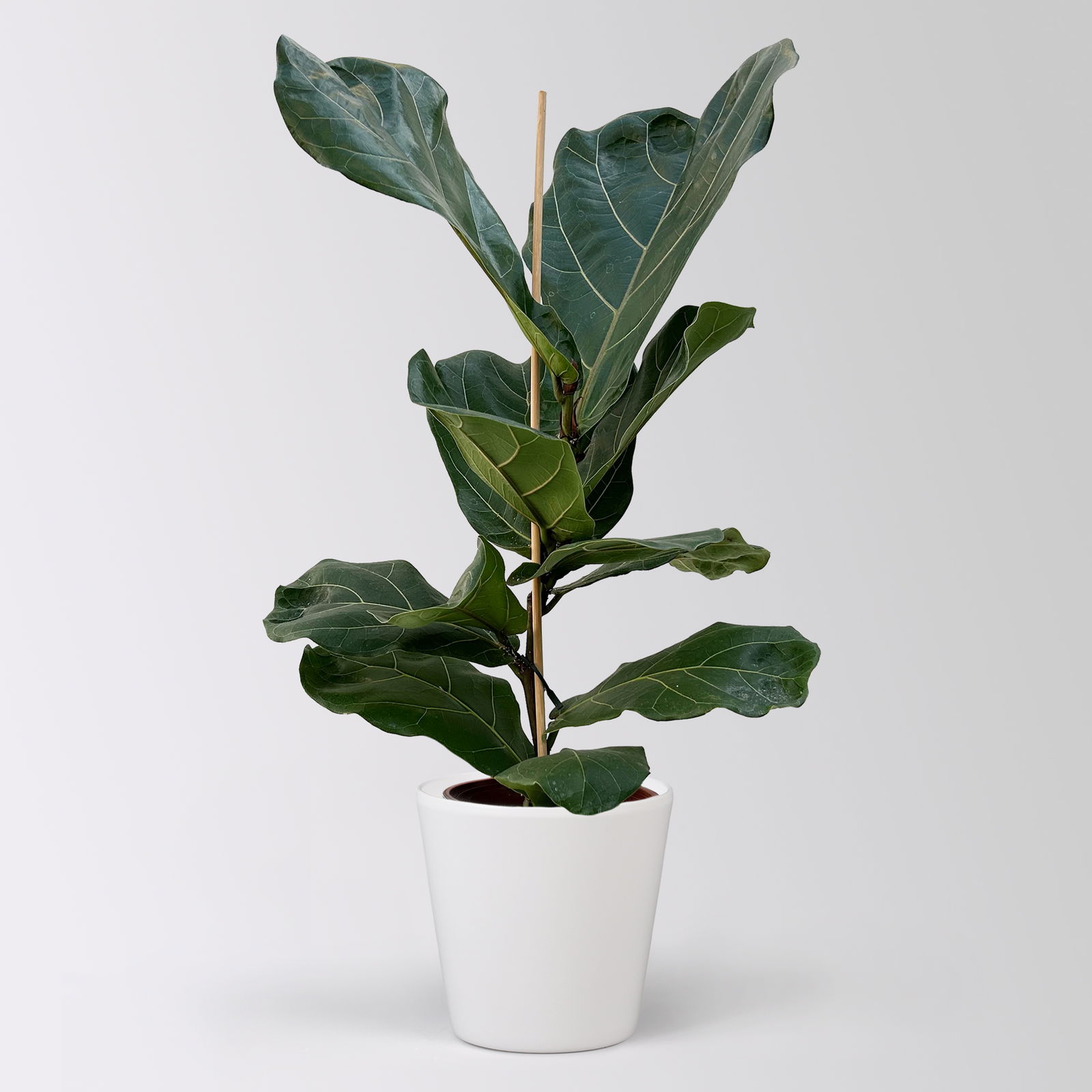 Geigenfeige in Keramiktopf Dallas weiß, Topf-Ø 17 cm, Höhe ca. 45-65 cm