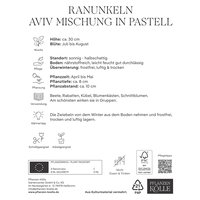 Kölles Beste Ranunkeln-Mischung 'Aviv', pastell, 10 Blumenknollen