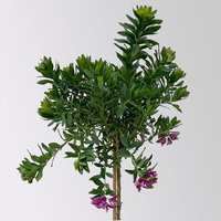 Kreuzblume, rosa-violett, Stamm, Höhe ca. 50 cm, Topf-Ø 17 cm