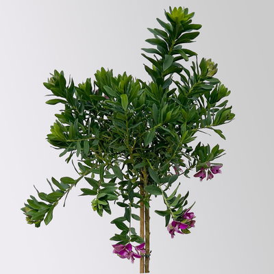 Kreuzblume, rosa-violett, Stamm, Höhe ca. 50 cm, Topf-Ø 17 cm