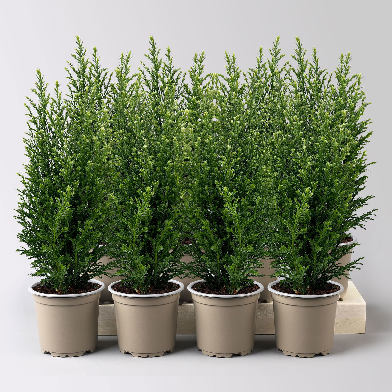 Kegelzypresse 'Snow White'®, Topf-Ø 9 cm, 8 Pflanzen