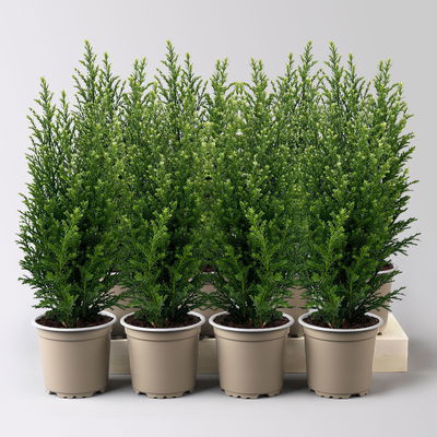 Kegelzypresse 'Snow White'®, Topf-Ø 9 cm, 8 Pflanzen Kegelzypresse 'Snow White'®, Topf-Ø 9 cm, 8 Pflanzen