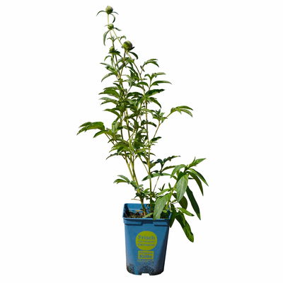 Kölles Beste Pfingstrose 'Monsieur Jules Elie' violettrosa, 3 Liter Topf