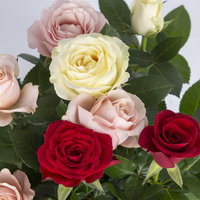 'Danke Mama' Rose 'Trio' im Keramikübertopf Byron