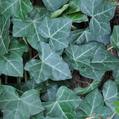 Kölle Großblättriger Irischer Efeu (Hedera hibernica), im 2 l Topf