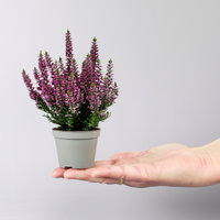 Knospenheide, lila, Mini, Topf-Ø 6 cm, 12 Pflanzen Knospenheide, lila, Mini, Topf-Ø 6 cm, 12 Pflanzen