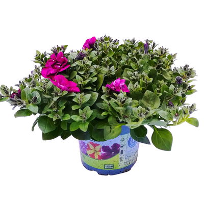 Petunie lila, gefüllt, hängend, Topf-Ø 13 cm, 6 Pflanzen Petunie lila, gefüllt, hängend, Topf-Ø 13 cm, 6 Pflanzen