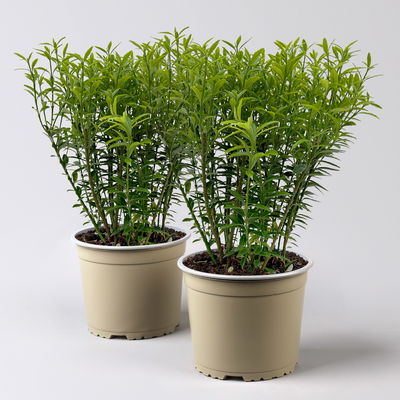 Japanischer Spindelstrauch 'Microphyllus Aureovariegatus', Topf-Ø 17 cm, 2er-Set Japanischer Spindelstrauch 'Microphyllus Aureovariegatus', Topf-Ø 17 cm, 2er-Set