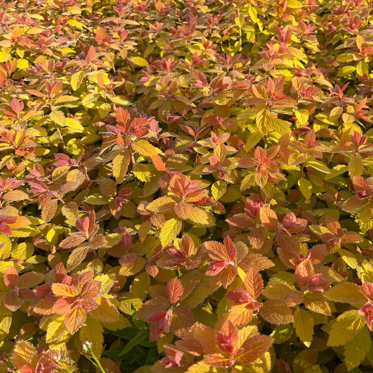 Goldorange Japanspiere 'Double Play®Big Bang', Spiraea japonica, Topf 5 Liter