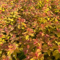 Goldorange Japanspiere 'Double Play®Big Bang', Spiraea japonica, Topf 5 Liter