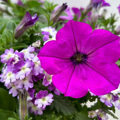 Eisenkraut/Petunien Duo, lila, Topf-Ø 14 cm, 4 Pflanzen