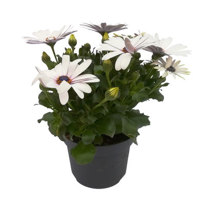 Kapkörbchen weiß, Topf-Ø 12 cm, 6er-Set